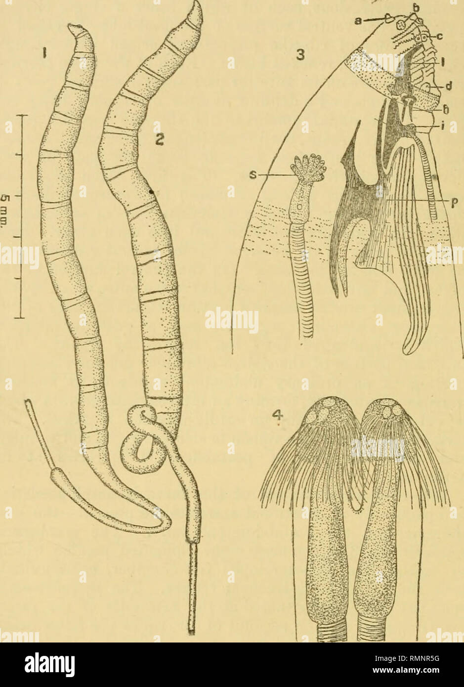 . The Annals and magazine of natural history; zoology, botany, and