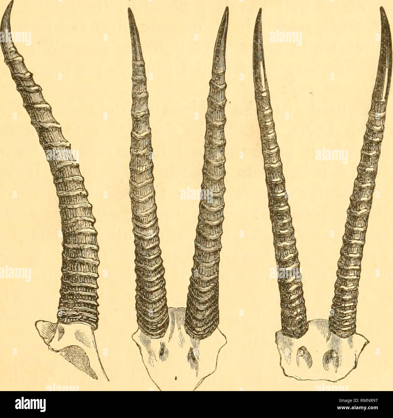. The Annals and magazine of natural history; zoology, botany, and