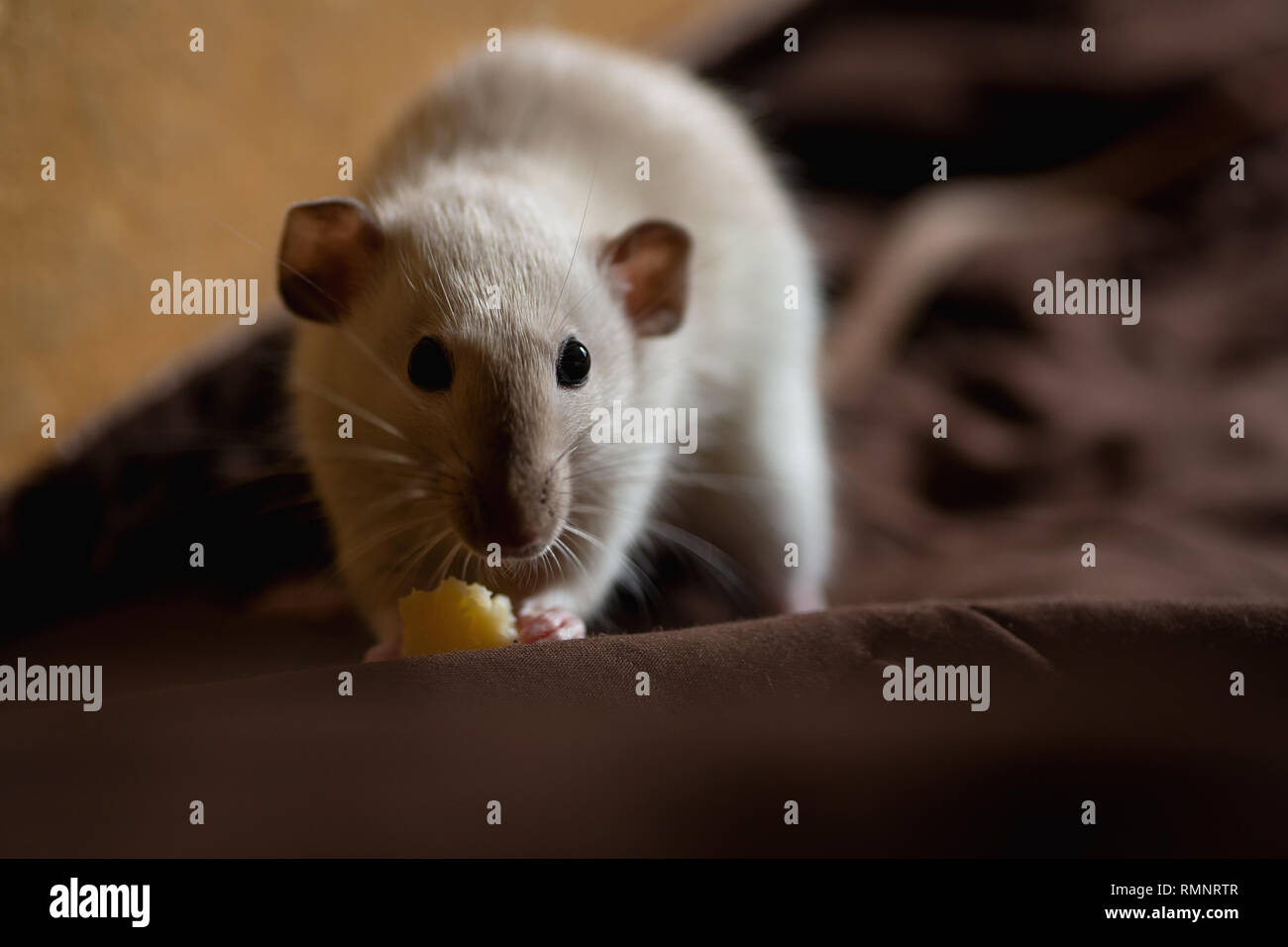 funny pet rat playing and eating cheese on blanket Stock Photo Alamy