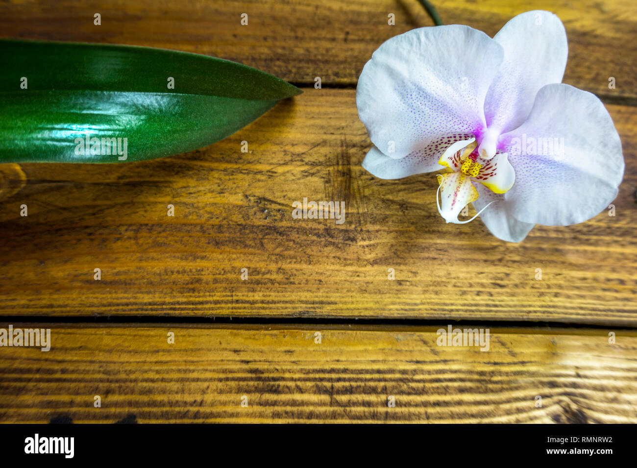 close-up white phalaenopsis blossom Orchid on rustic wooden pallet background Stock Photo