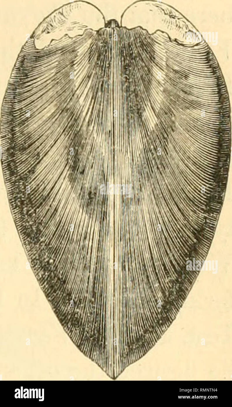 . Annals of the Lyceum of Natural History of New-York. Science. Corbicula Woodiana. the posterior is more produced and angular. The beaks are prominent and approximate, and they curve inwardly. The ligament is short and narrow. The epidermis is polished but vari- able in color; it is dark green, blackish- chestnut, or yellow. The valves are solid. The interior is white with yellow on the mar- gins. The striae are irregular. The hinge is angular and narrow. This species, the largest known of the genus, has, as may be seen by the above synonymy, received quite a number of names. Thanks to the ki Stock Photo