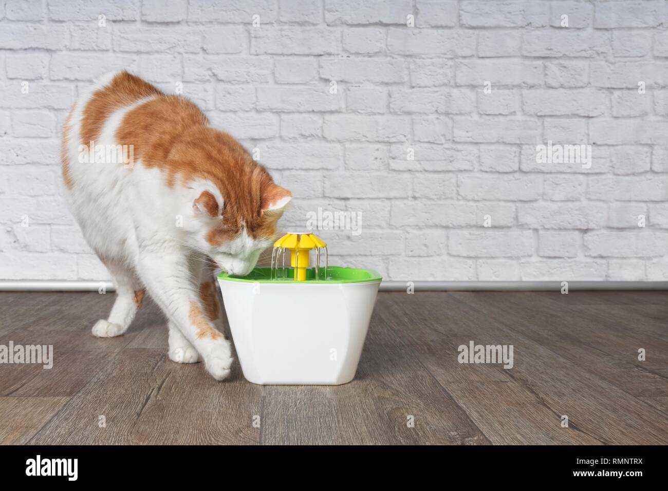 Thirsty longhair cat looking curious to a pet drinking fountain. Stock Photo