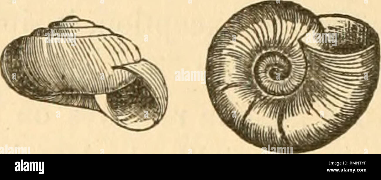 . Annals of the Lyceum of Natural History of New-York. Science. 164 Notes on certain Terrestrial Mollusca. levi; sutura profunda; anfr. 4 convexi, lente accrescentes,ultimus Iatior, rotundatus, antice vix descendens; umbilicus % diametri fere sequans; apertura obliqua, rotundato-luuaris; perist. simplex, rectum, marginibus subconniventibus, columellari superne vix dilatato. Fig. 9.. H. Mazatlanica Pfr. Shell umbilicate, sub depressed, thin, with oblique, rather dis- taat rib-like striae, the interspaces microscopically striate, dark horn colored ; spire convex, with smooth, obtuse apex ; sutur Stock Photo