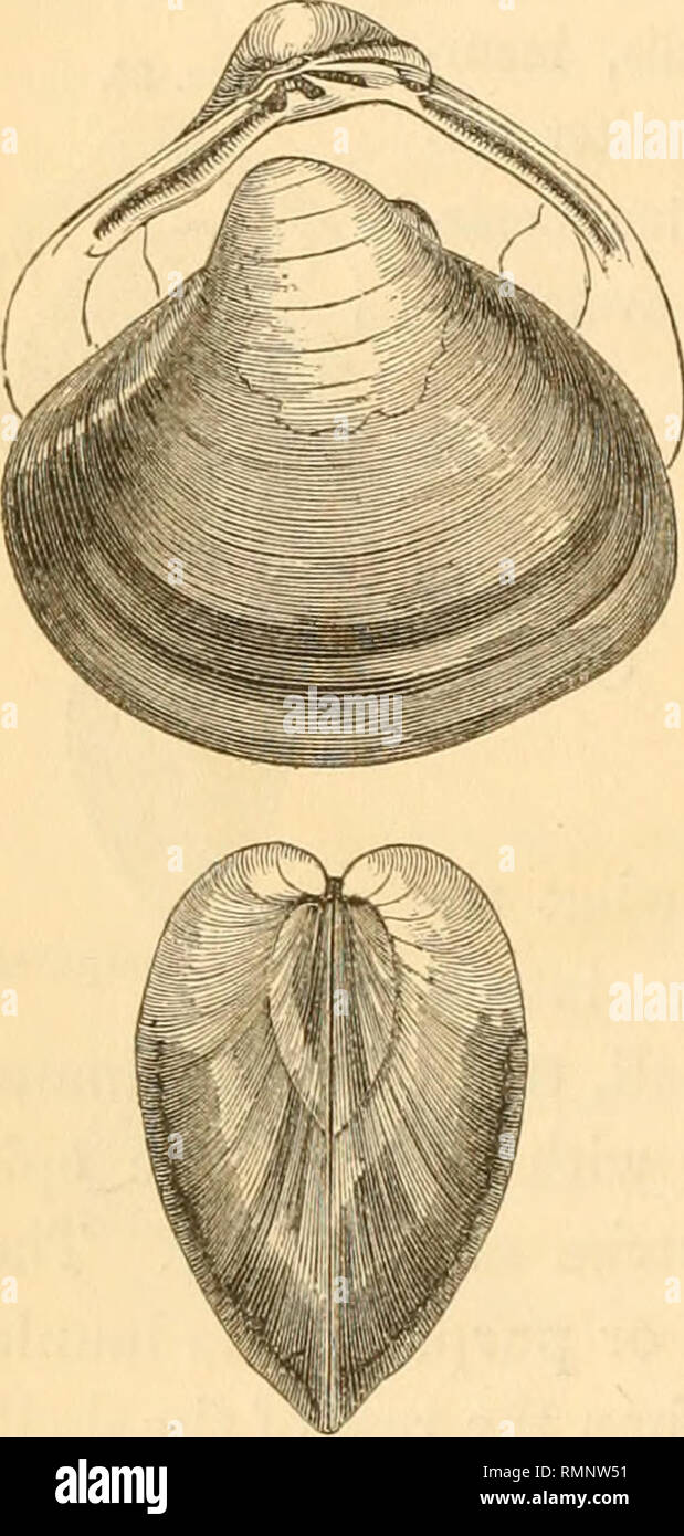 . Annals of the Lyceum of Natural History of New-York. Science. 78 Notes on Species of Corhicidadce. 25. Corbicula Ijargillicrti, Deshayes. Cyrena Largillierti, Philippi. Zeit. Malak. 163. 1844. Phil. Abbikl. II. 75, pi. 1, f. 1. 1844. Corbicula Largillierti, Deshayes. Biv. Brit. Mus. 225. 1854. Prime Cat. 3. 1863. C. testa trigona, subsequilaterali, compressiuscula, epidermidc olivacea pI0 2T. induta ; latere antico lato, rotundato, pos- tico angustiore, acuminate-, obtuso; umbo- nibus tmnidis, elevatis, antice inclinatis, incurvis, approximatis ; lunula indistincta ; dense et irregulariter s Stock Photo
