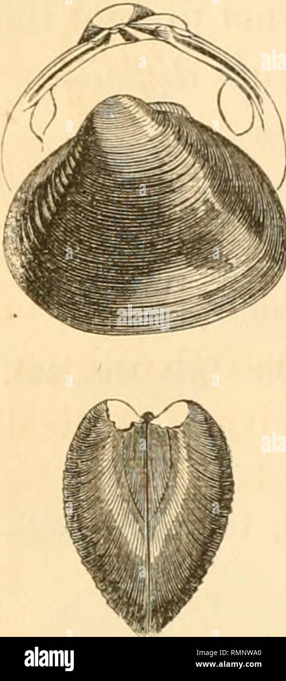 . Annals of the Lyceum of Natural History of New-York. Science. 66 Notes on Species of Corbiculadce. Fig. 11. 9. Corbicula rhomboidea, Prime. Corbicula rhomboidea, Prime. Acad. N. S. Phil. Proc. 127. 1861. Prime Cat. 3. 1863. C. testa ovato-transversa, subsequilaterali, tnmidnla, solicliuscula; utraque extrernitate obtusa; regulariter sulcata ; epi- dennide nitente, fuscescente vestita ; umbonibus tumi- dnlis, magnis, obliquis, profunde erosis; margarita albidolilacina; cardine incrassato; lunula ovato- lanceolata. Long. 23 ; lat. 19 ; diara. 14 mill. Hob.—Malacca. Collect. Cuming et Prime. Th Stock Photo