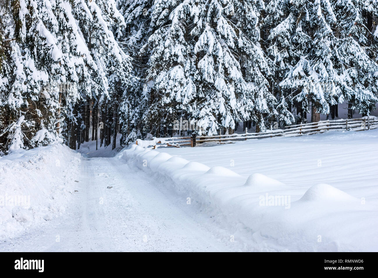 Empty forest snow-covered road and trees in winter, Flatzerhof, Schladming-Dachstein, Liezen District, Styria, Austria, Europe Stock Photo