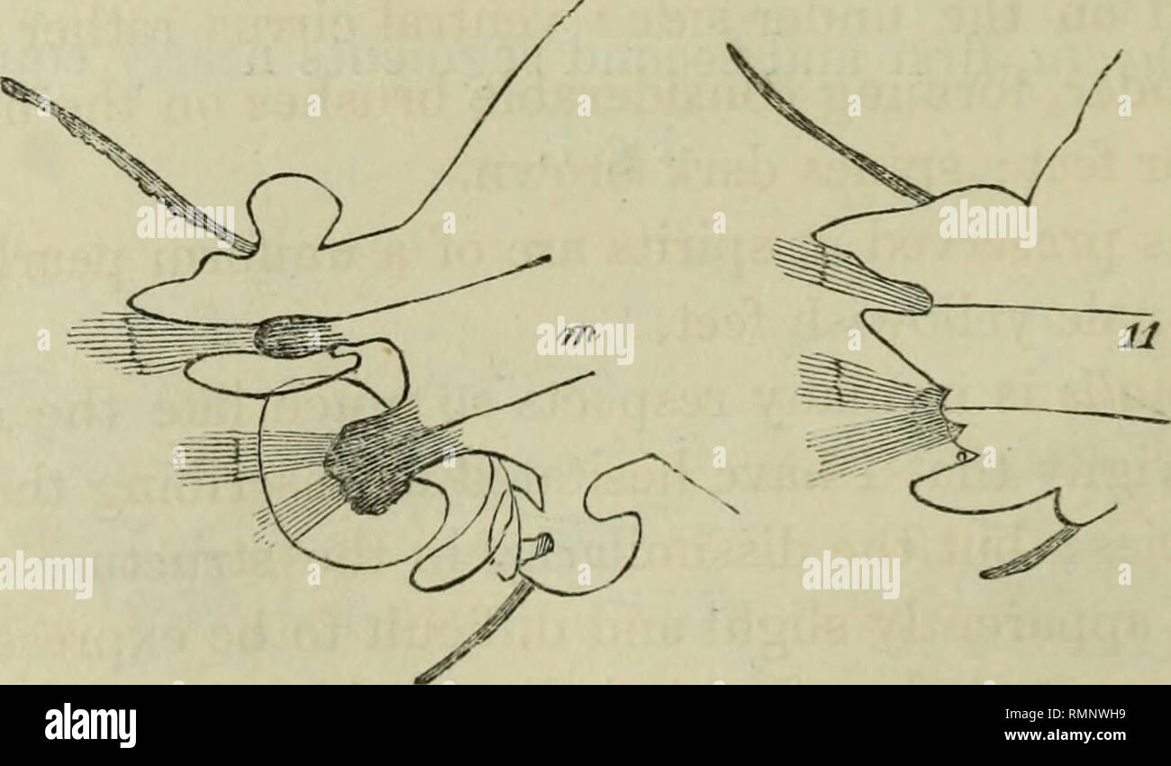 . Annals of natural history. Natural history; Botany; Zoology; Geology. 17 Dr. Johnston on the Irish Annelides. feet oblique, the dorsal lobe dbproportionably larger than the others and more prominent, strongly humped, with a cirrus twice as long ; inferior cirrus reaching to or beyond the apex of its lobe. Aud. and Edw. Litt. de la France, ii. p. 188. /lab. Down Coast, Wm. Thompson, Esq. The single specimen in the collection was about 5 inches in length and as thick as a large swan's quill: the colour was a blueish gray with a pearly lustre, but the feet were a dusky reddish brown, and this c Stock Photo