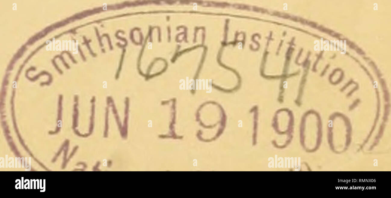 M Nivalis High Resolution Stock Photography And Images Alamy