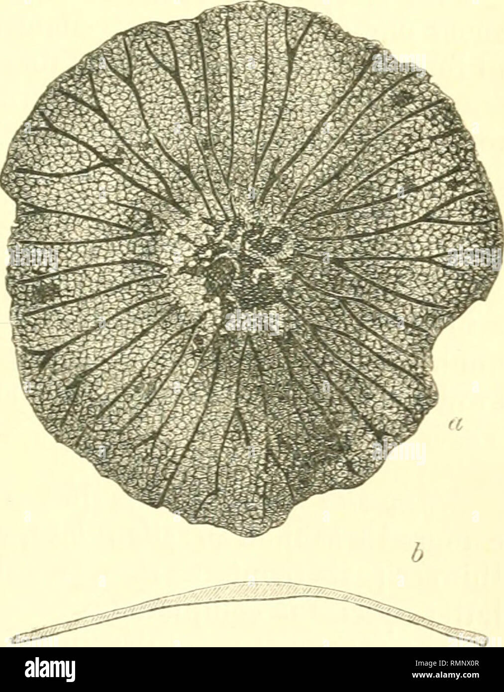 . The Annals and magazine of natural history; zoology, botany, and geology. Natural history; Zoology; Botany; Geology. Fig. 1.—MasoneUa planulata, n. sp. Fig-. %—Masone.Ua patelUformis, n. sp. Magnified 5 diameter-. MasoneUa planulata, n. sp. (Fig. 1.) Test thin, complanate, rounded or oval in outline; pre- senting (typically) a small central convexity about one third the diameter of the disk, nearly equally developed on the two lateral faces. Radial tubes numerous, from Ol to 0*2 millim. in diameter ; either simple or dividing into two or three branches; limbate externally; the open periphera Stock Photo