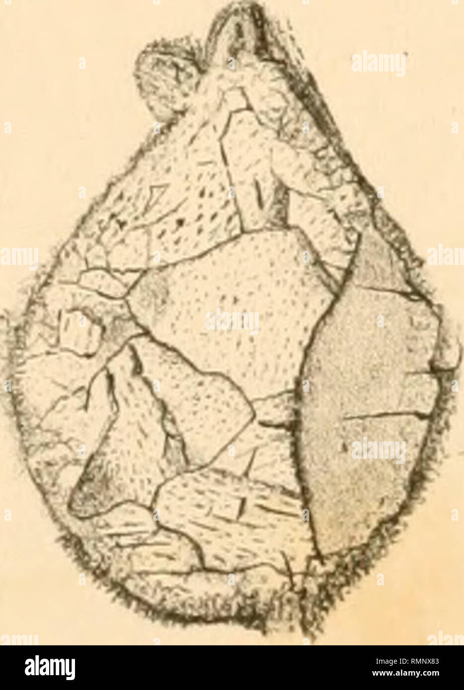 The Annals And Magazine Of Natural History Zoology Botany And