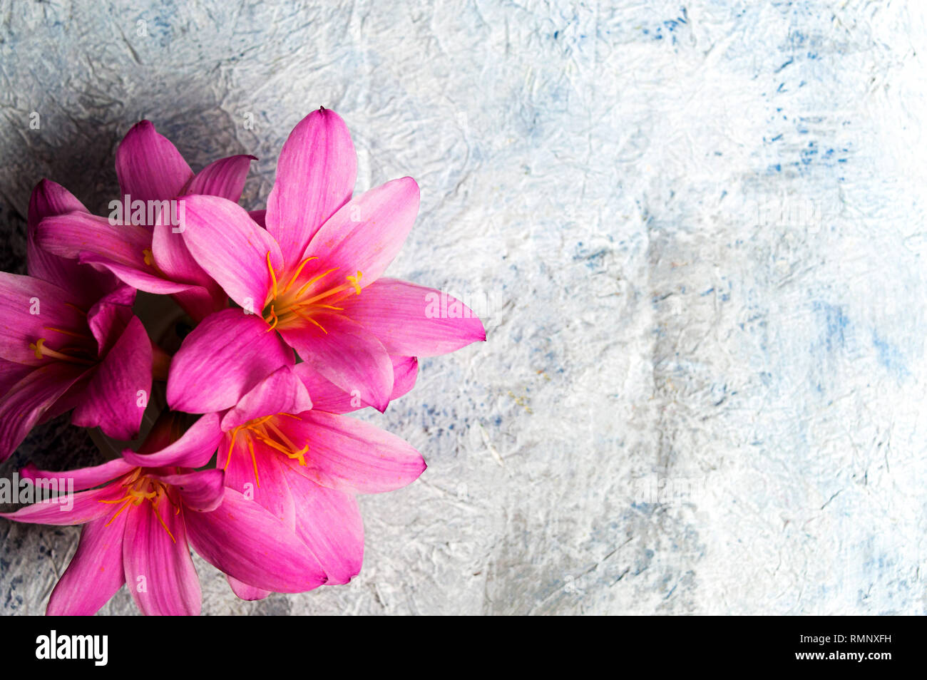 Pink lily flowers on white background with copy space Stock Photo