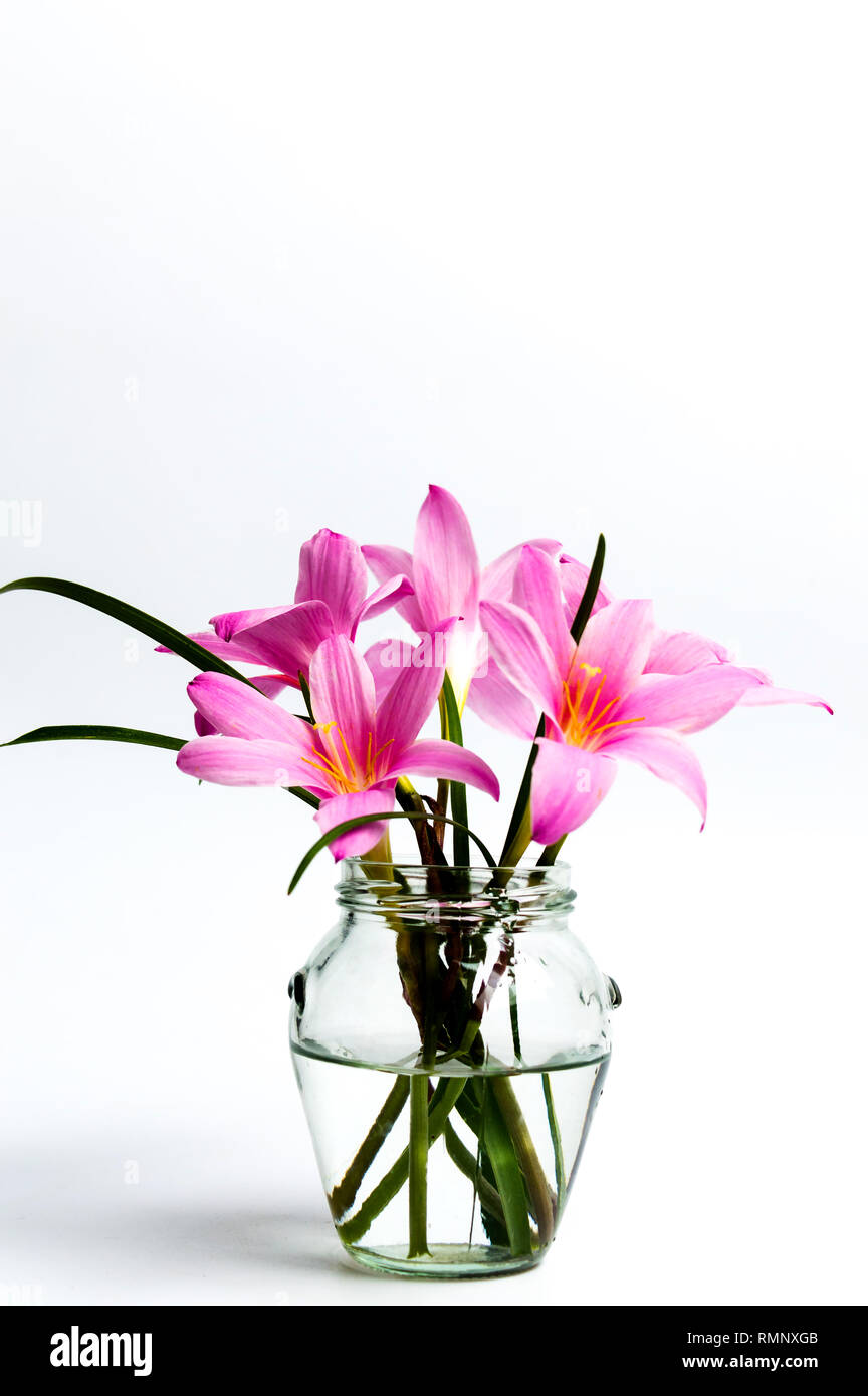 Pink lily flowers in a vase on white background Stock Photo - Alamy