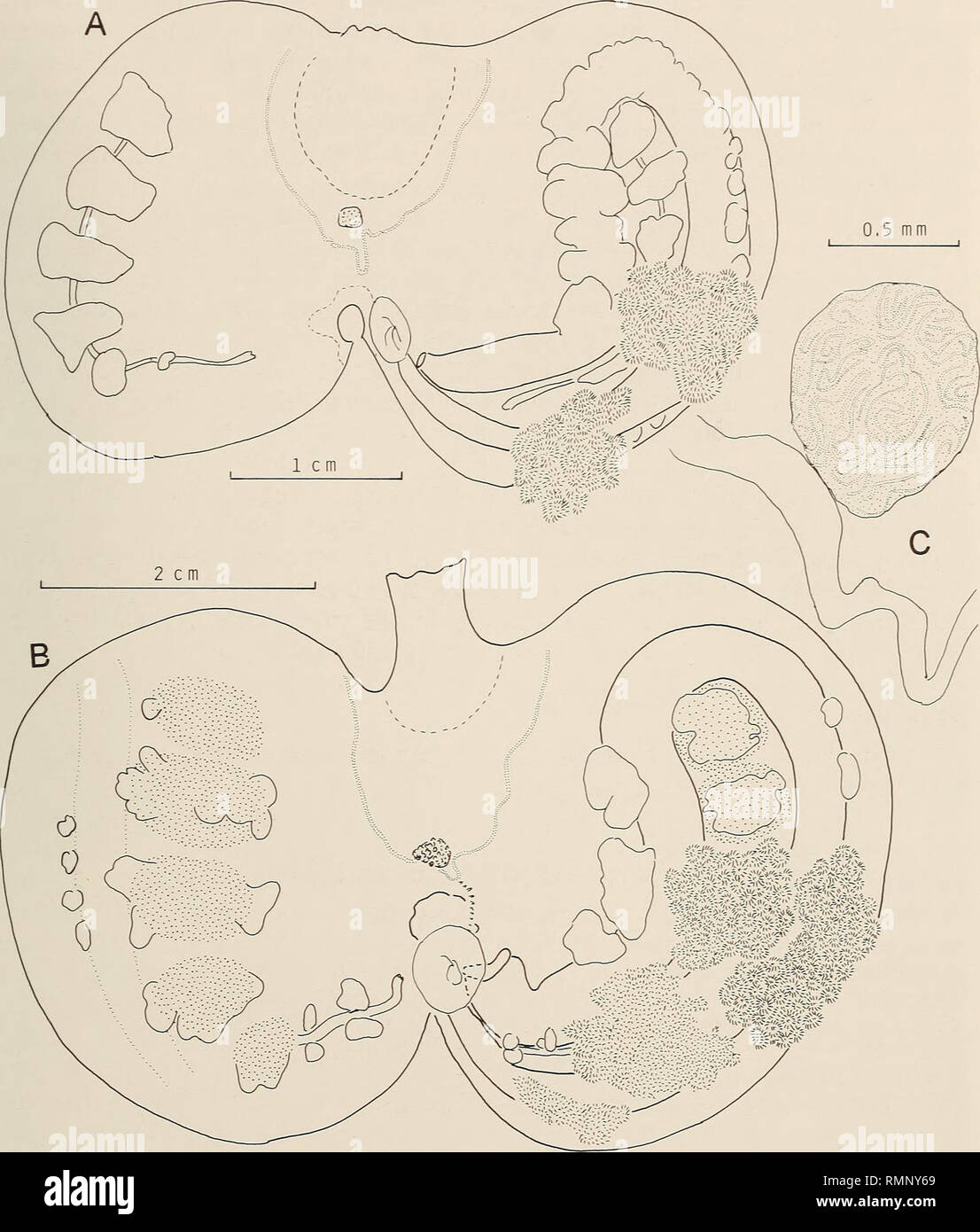 . Annals of the South African Museum = Annale van die SuidAfrikaanse