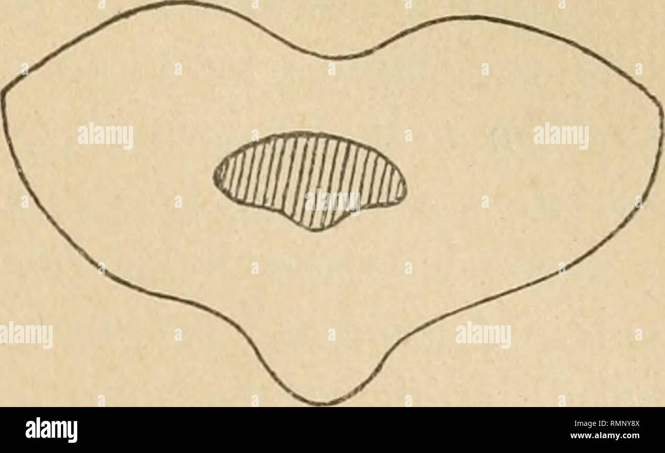 Cellule di fasci vascolari hires stock photography and images Alamy