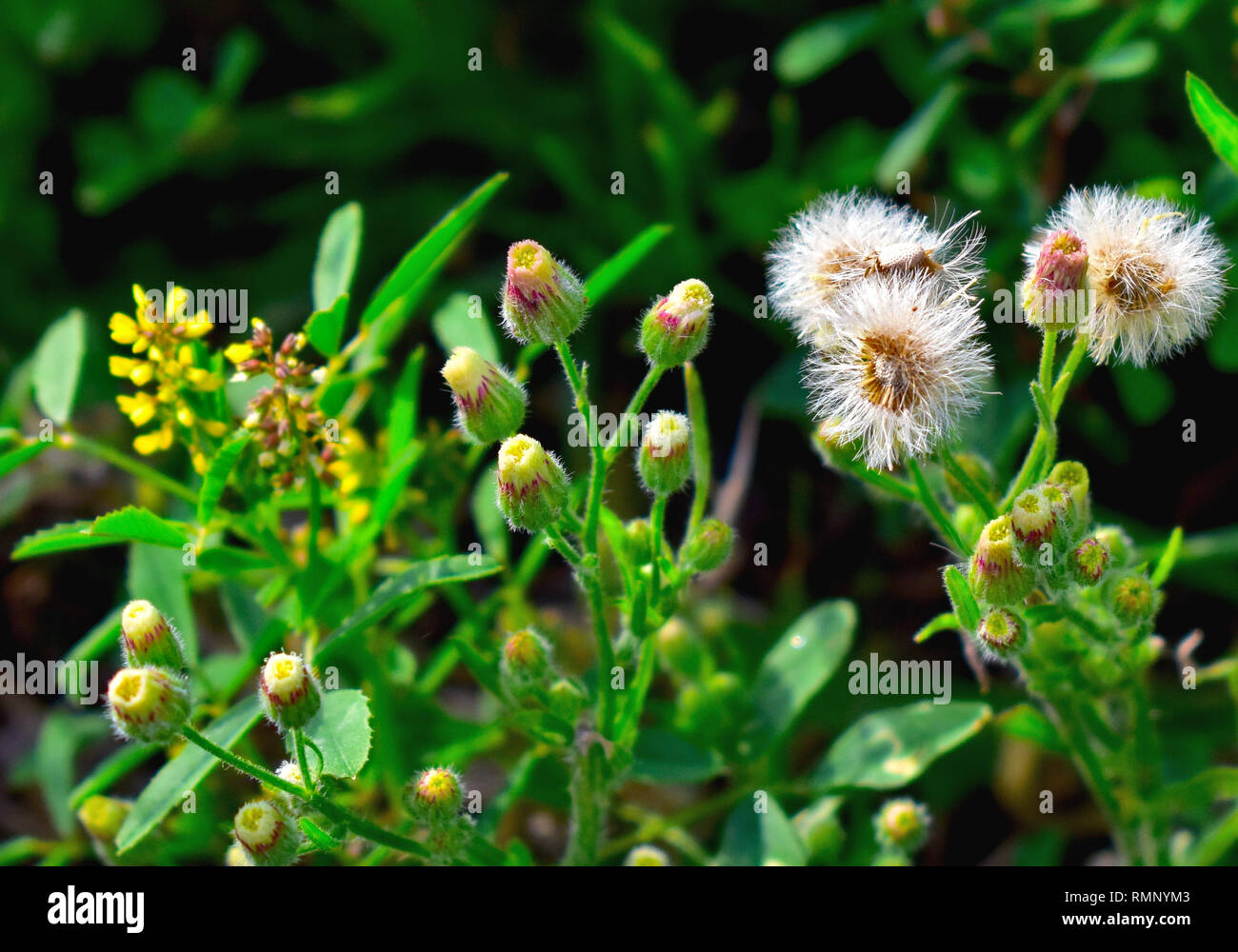 Several plants hi-res stock photography and images - Alamy