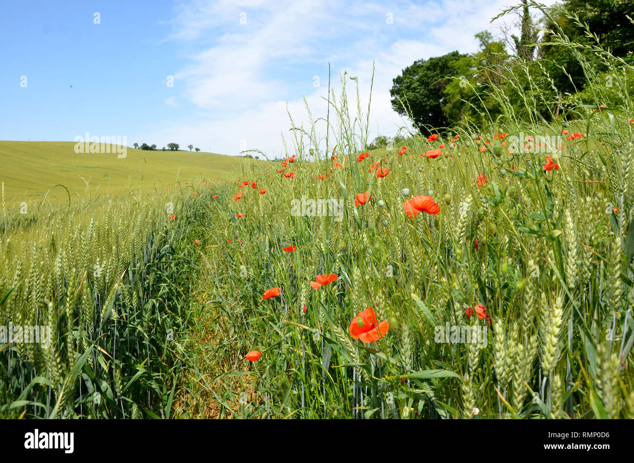 South of france wild flowers hi-res stock photography and images - Alamy
