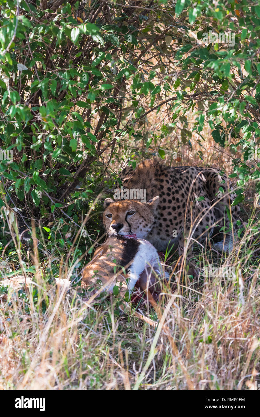 Cheetah eats Impala. Masai Mara, Kenya Stock Photo - Alamy