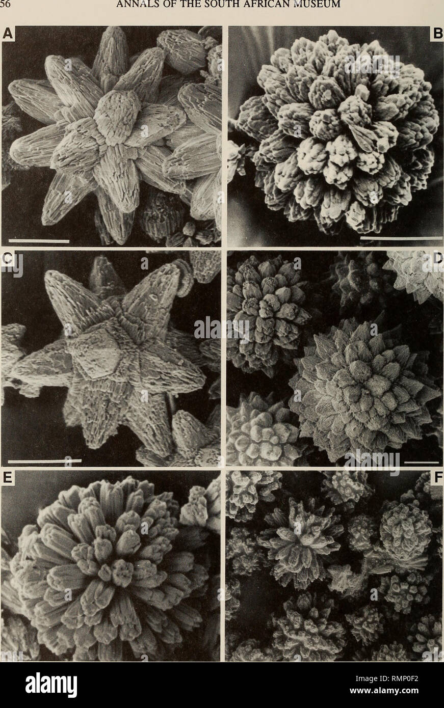 . Annals of the South African Museum = Annale van die Suid-Afrikaanse Museum. Natural history. ANNALS OF THE SOUTH AFRICAN MUSEUM. Fig. 29. Spicules. A. Didemnum leopardi sp. nov. B. Didemnum mesembrinum sp. nov. C. Didemnum millari sp. nov. D. Didemnum obscurum. E. Polysyncraton aspiculatum. F. Lissoclinum bilobatum. Scale bars = 10 /*m.. Please note that these images are extracted from scanned page images that may have been digitally enhanced for readability - coloration and appearance of these illustrations may not perfectly resemble the original work.. South African Museum. Cape Town : The Stock Photo