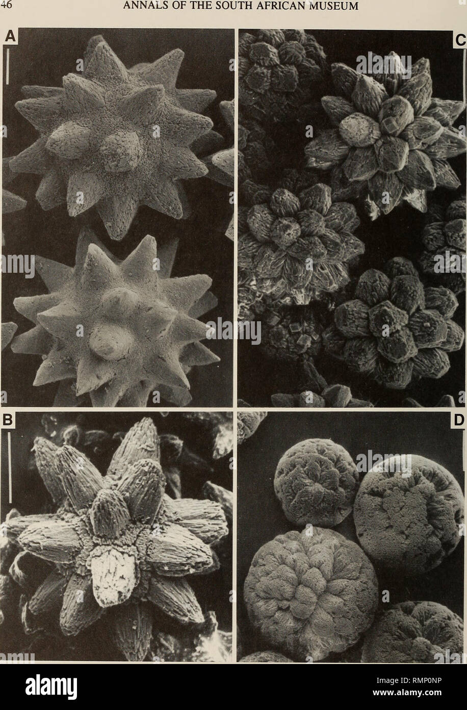 . Annals of the South African Museum = Annale van die Suid-Afrikaanse Museum. Natural history. ANNALS OF THE SOUTH AFRICAN MUSEUM. Fig. 24. Spicules. A. Trididemnum cerebriforme. B. Didemnum aures sp. nov. C. Didemnum epikelp sp. nov. D. Didemnum globiferum sp. nov. Scale bars = 10 jicm.. Please note that these images are extracted from scanned page images that may have been digitally enhanced for readability - coloration and appearance of these illustrations may not perfectly resemble the original work.. South African Museum. Cape Town : The Museum Stock Photo