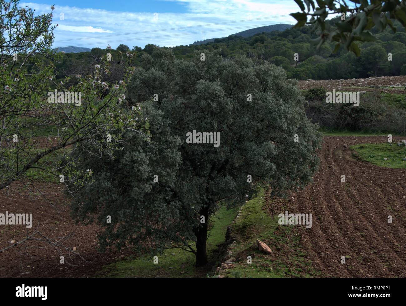 Quercus ilex subsp. ballota Stock Photo - Alamy