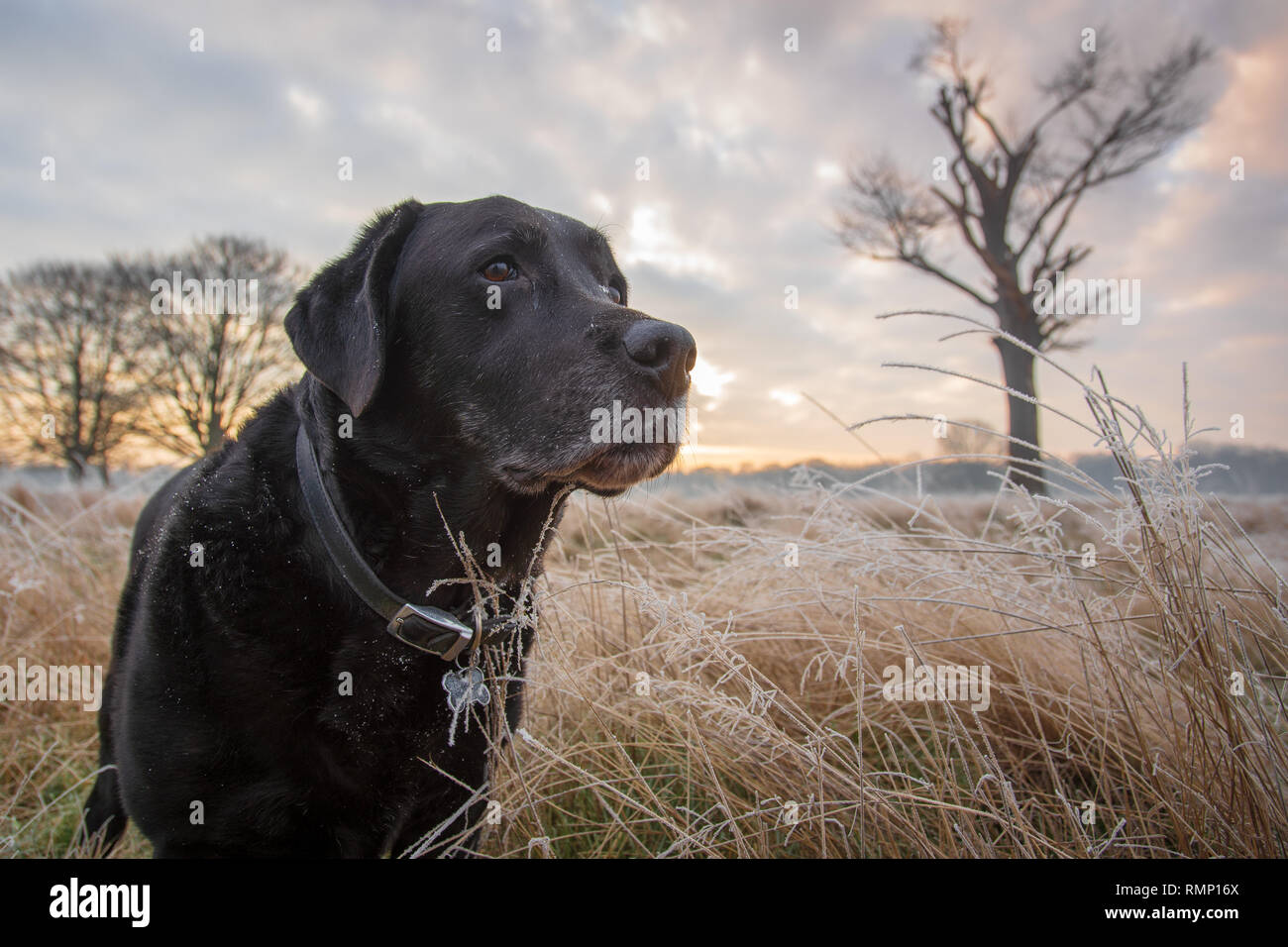 Black Labrador Retriever looks across frosty fields with sunrise in winter, Royal Bushy Park, London Stock Photo