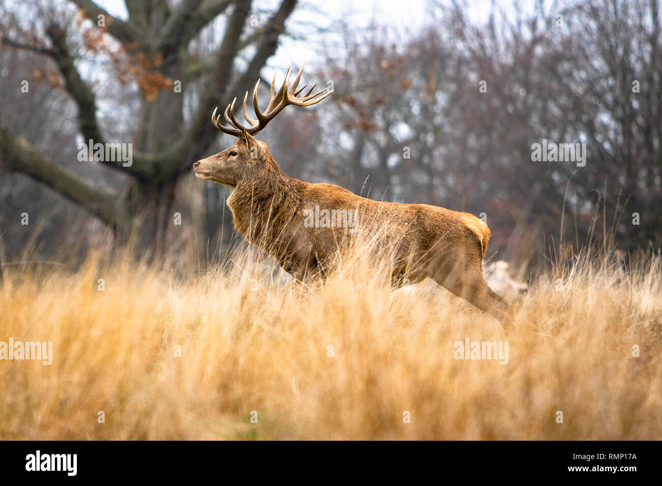 14 point antler Red Deer Stag in rutting season in the tall grass with trees in Londons Royal Bushy Park,Hampton Court, East Molesey, Surrey, England Stock Photo