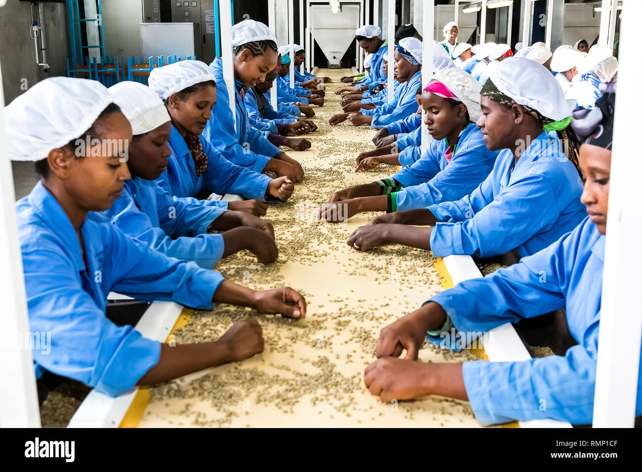 Addis Ababa, Ethiopia January 30 2014 Raw Coffee Bean sorting and