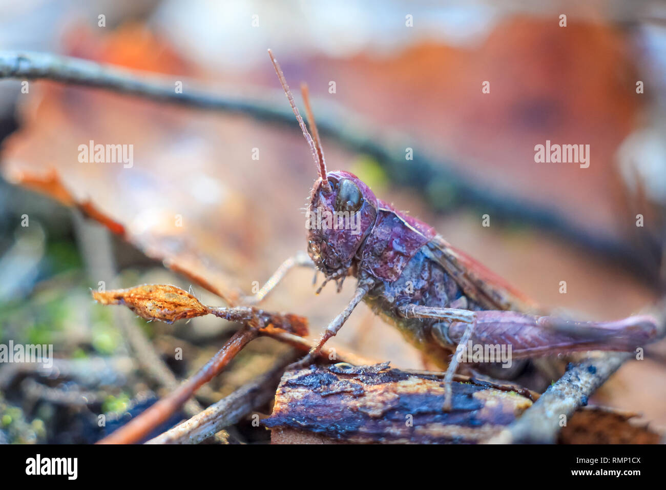 Unusual grasshopper hi-res stock photography and images - Alamy