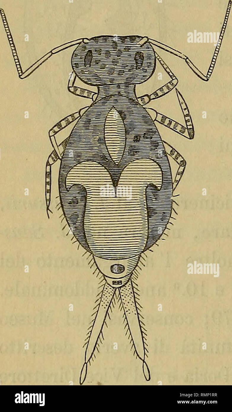 Annali Del Museo Civico Di Storia Naturale Di Genova Natural History 84 C Parona Smynthurus Doderii
