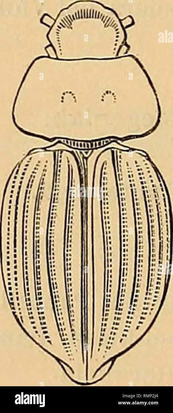 . Annali del Museo civico di storia naturale di Genova. Natural history. 416 R. GESTRO Falagria obscura, Grav., Conurus pedicularius, Grav., Quedius molochinus, Grav., Philonthus ebeninus, Grav., Trogophloeus ha- lophilus, Kies., Draslerius bimaculatus, Fabr., Phyllogn,itJius si- lenus, Fabr., Anthicus ^m^Schmidt, Anthicus dimidiatus, Eusar- coris perlatus, Fabr., Henestaris laticeps, Curt. Le circostanze meteorologiche ci consigliano ad abbandonare questo soggiorno, che lascia in noi un piacevolissimo ricordo. 11 vento spira favorevole pel nostro ritorno e difatti messa la proa a T. M. corria Stock Photo