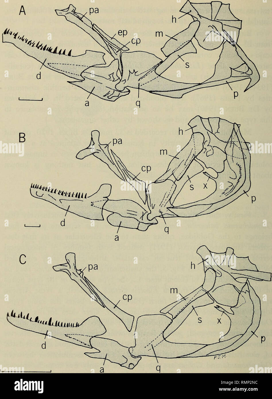 . Annali del Museo civico di storia naturale Giacomo Doria. Natural history. 354 PJ. MILLER - E. TORTONESE. Fig. 5 - Lateral view of suspensorium in (A) Eleotris vittata Duméril (Agorkpo Creek, near Sogamkofe, Ghana); (B) Gobius niger L. (Roskilde Fjord, Denmark), and (C) Odondebuenia balearica (Kastel Sucurac, Split, Yugoslavia, mzuf 1672). a, articular; cp, ectopterygoid; d, dentary; ep, endopterygoid ; h, hyomandibular ; m, metapterygoid ; p, preoperculum; pa, palatine; q, quadrate; s, symplectic ; x, symplectic process of preoperculum; note that angular is not delimited from articular in d Stock Photo