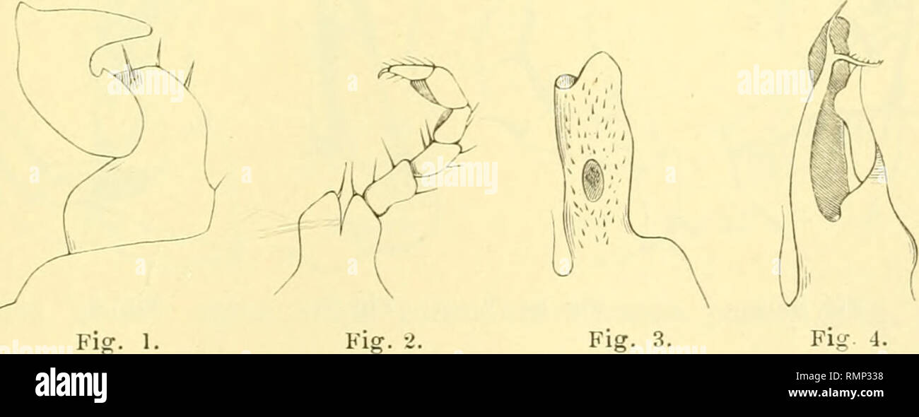 . Annali del Museo civico di storia naturale di Genova. Natural history -- Periodicals. CIULOPODI E DIPLOPODI SARDI 087 Fani. BLANIULIDAE. 3. I31a.uìulus pixlcliellus, Leach. Oristano (Lostia). Fam. lULIDAE. 4. I*a,clxyiuliis comiuuiii!^ (Savi). Syn. lulus flavipes. Costa. Mem. ^2.=^, p. 80. Cagliari, Oristano (Lostia). 5. lulus variolosus, sp. n. o^. Color rufescens maculis nigris et ferrugineis sparsis, medio dorso fasciis duabus longitudinalibus rufo-tìavis ornato, lateribus sub poris et pedibus rufescentibus. Caput laevigatum, vertice sulco tenui. Antennae segmentum secundum superantes. Oc Stock Photo