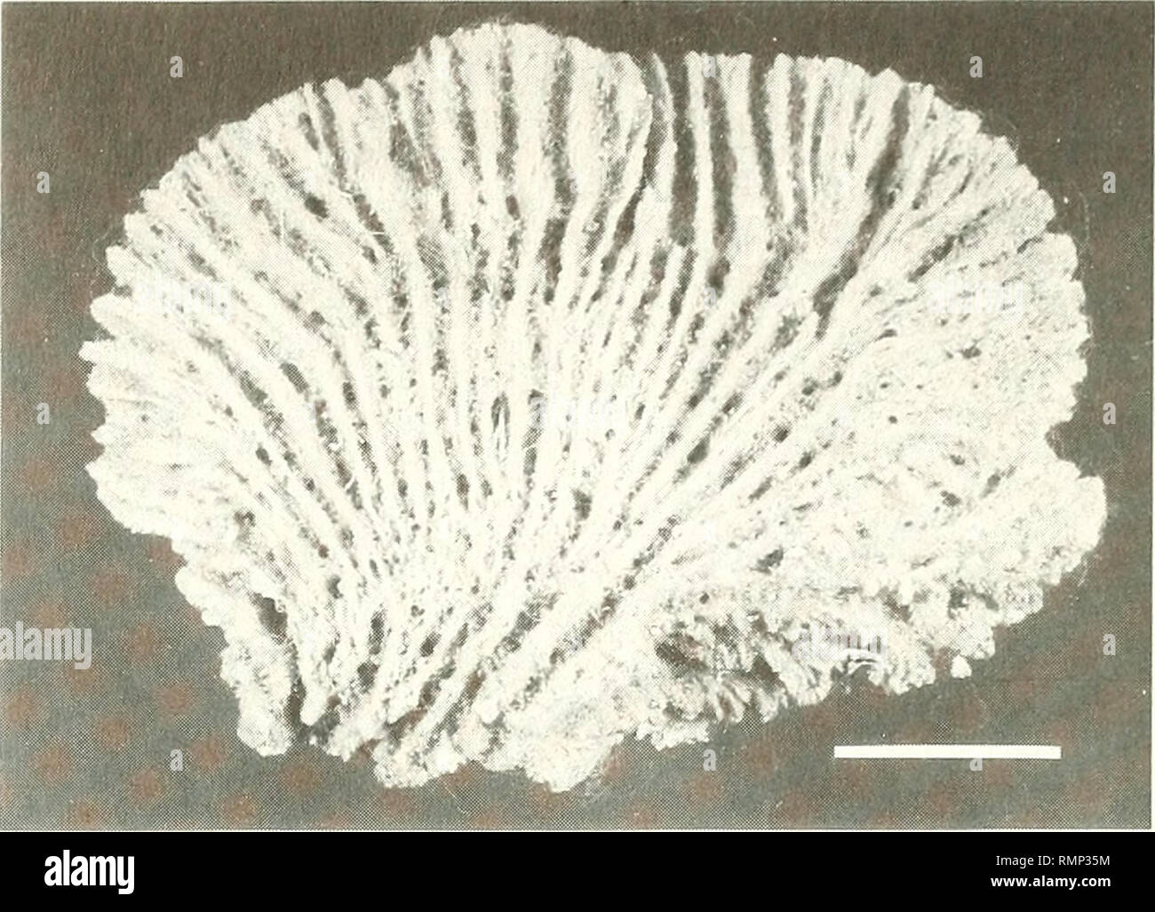 . Annali del Museo civico di storia naturale Giacomo Doria. Natural history. 308 G. PULITZER-FINALI. Fig. 39 - Aulospongus flabellum sp. n., the holotype (dry). Scale: 2 cm. Aulospongus flabellum sp.n. (Fig. 38, 39) Occurrence: North Kenya Banks (02&quot;23'S - 41°04'E), depth 110-170 m, dredge, 17 June 1971. R.N. KEN.4, KEN.42. Holotype (KEN.42): msng 48305. Paratype (KEN.4): msng 48306. The two specimens are flabellate, 4.5 and 5.5 cm high respectively, about 4 mm thick, microscopically hispid. One surface bears very regular ridges running from the base toward the border; the ridges on the o Stock Photo
