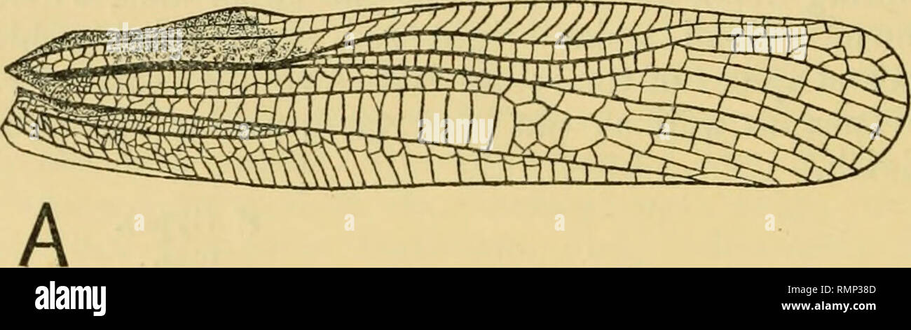 . The Annals and magazine of natural history; zoology, botany, and geology. Natural history; Zoology; Botany; Geology. 374 Mr. B. p. Uvarov on South Africa, wlience three genera (i. e., ProstetJiopltyma, Bere7igueria,'did Phorenula) have been described by I. Bolivar, and two more are described in the present paper. 1. Prostethophynia cephalica, Bol. (Fig. 1, A.) This species is represented in the British Museum by a good series of specimens taken by Dr. G. A. K. Marsliall at Salisbury, Mashonaland ; Bolivar's type belongs evidently to the same lot, and the Museum specimens proved to be entire Stock Photo