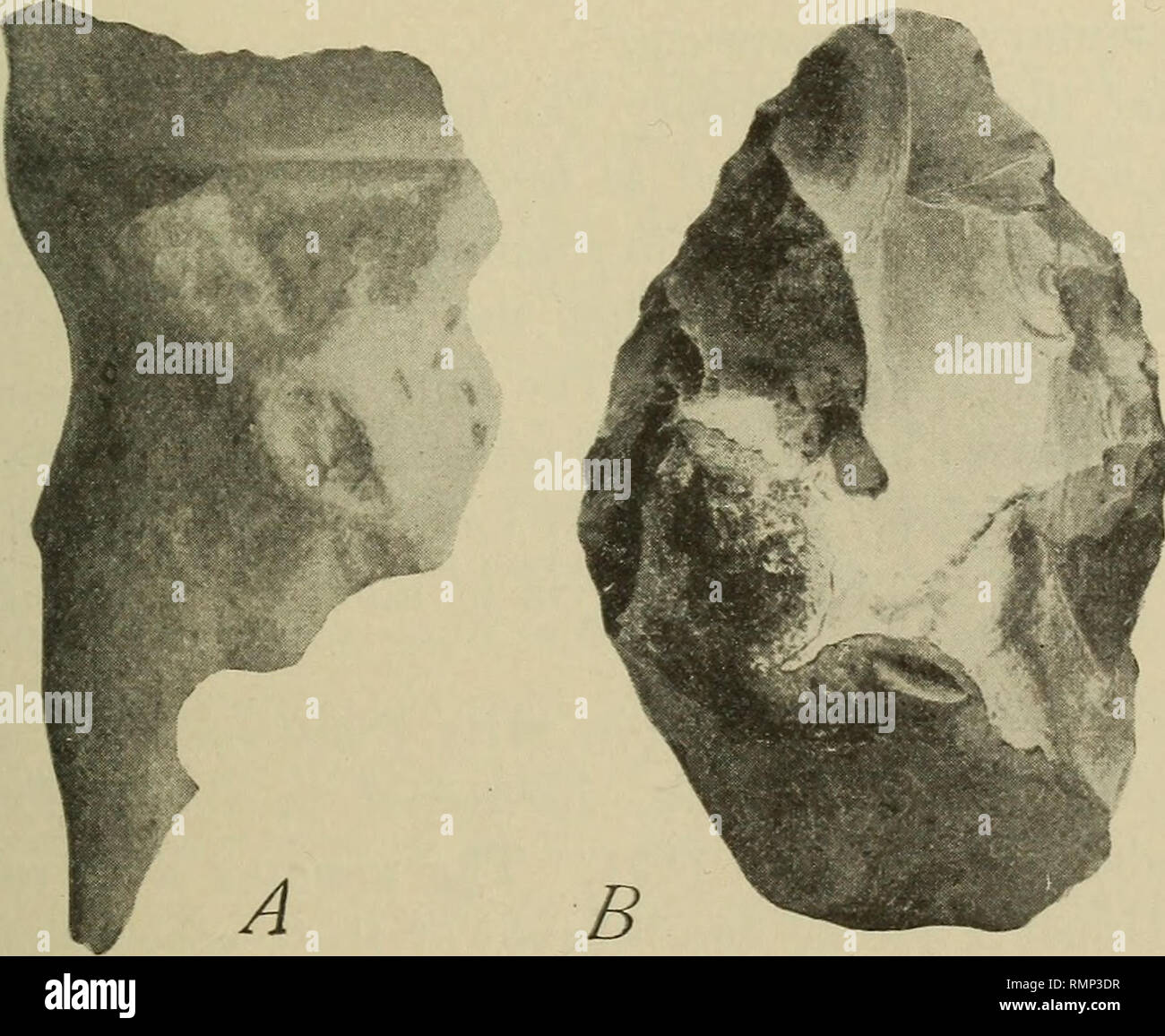 Annals Of The New York Academy Of Sciences Science Osborx Review Of The Pleistocexe 265 Eolithic Theory Following Desnoyer S Discovery In 1863 Was That Of L Abbe Bourgeois In 18 67 Who Found In