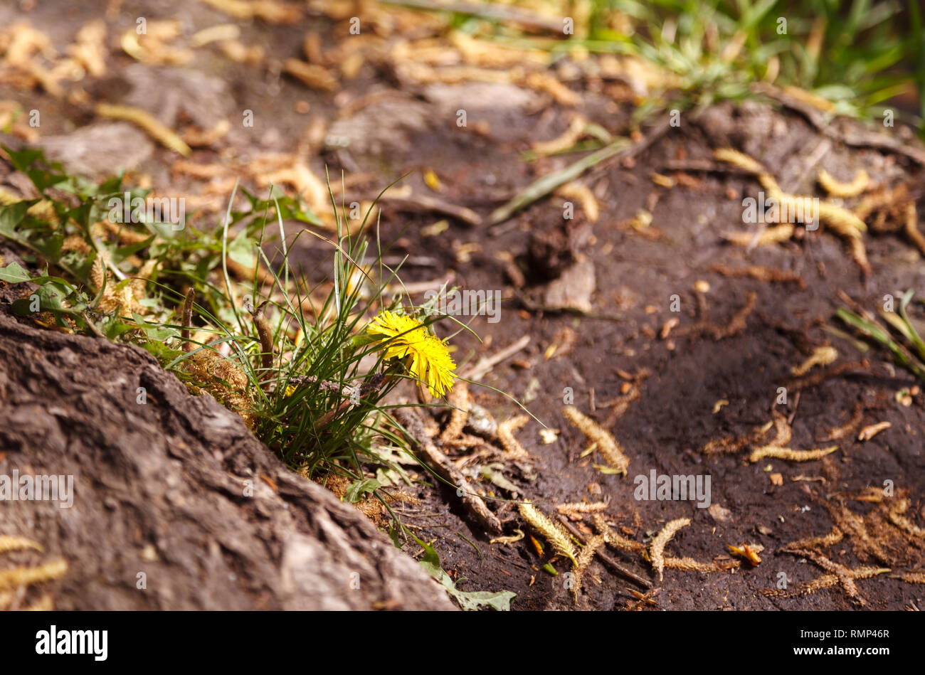 Yellow dandelion in a field of green grass. Dandelion in the foreground in focus with blur background Stock Photo