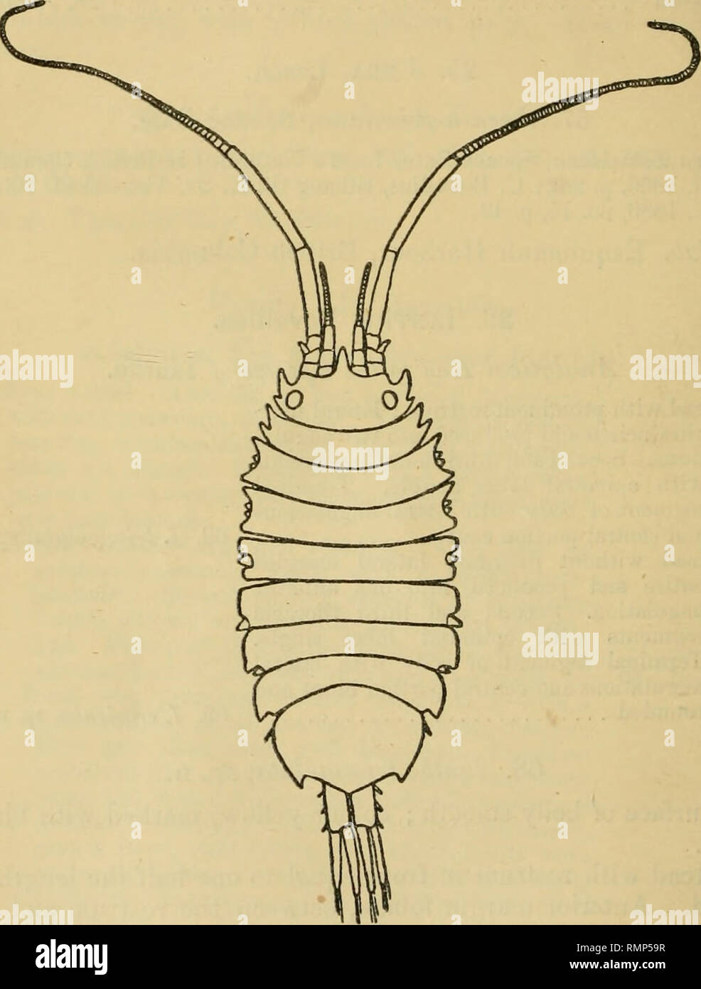 . The Annals and magazine of natural history; zoology, botany, and geology. Natural history; Zoology; Botany; Geology. 324 Miss H. Richardson on the Isopods oj the The terminal segment is produced backward at the sides into two sliarply pointed angulations, with a broad triangulate central lobe between, to which the uropoda are attached. Fig. 29.. lanthe trian(/ulata. X 13| The uropoda are longer than the terminal segment, the outer branch somewhat shorter than the inner one, and both fringed with hairs. First pair of legs prehensile, remaining pairs simple. Two specimens were collected by Mr. Stock Photo