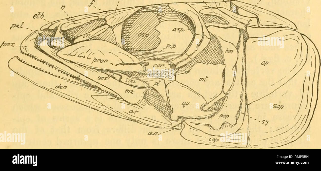 Fish Interoperculum . The Annals and magazine of natural history; zoology, botany, and ...