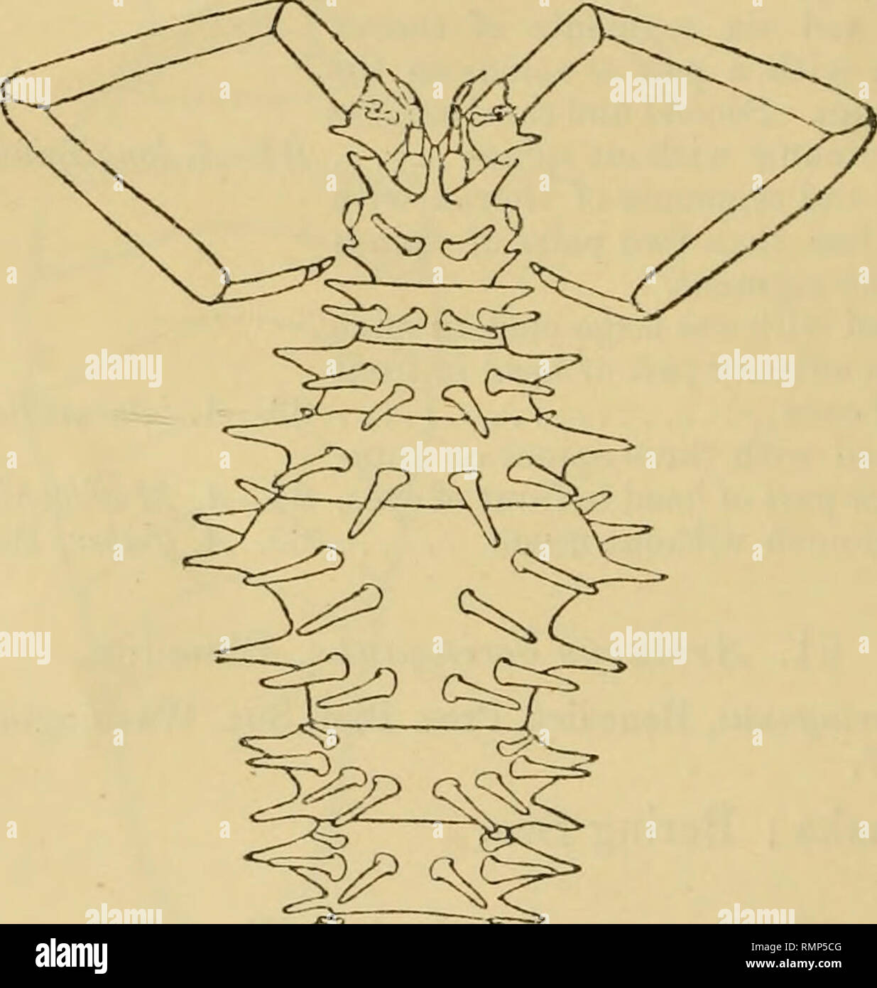 . The Annals and magazine of natural history; zoology, botany, and geology. Natural history; Zoology; Botany; Geology. 276 Miss H. Richardson on the Isopods of the to tlie end of the second joint of the second pair of antennae. The first joint of the second pair of antennae is visible and unarmed; the second joint is armed with three spines ; the tliiid joint is unarmed and is about twice as long aa the second joint; the fourth and fifth joints are about equal in length and are each about twice as long as the third; the flagellum contains three joints. Fig. 28.. Please note that these images a Stock Photo