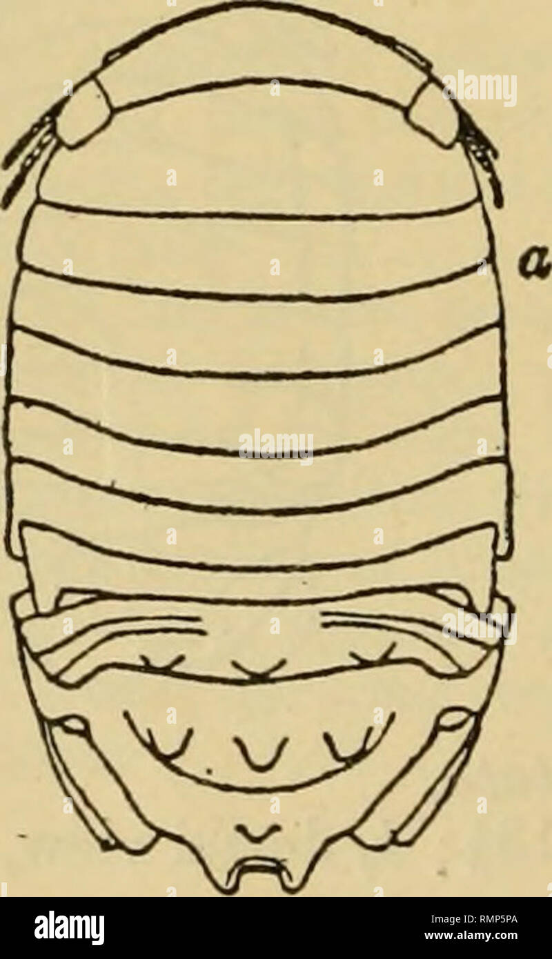 . The Annals and magazine of natural history; zoology, botany, and geology. Natural history; Zoology; Botany; Geology. 176 Miss H. Richardson on the Isopods of the tudinal ridges on the segment, one in the median line and one on either side of it. The uropoda are short, not reaching the extremity of the abdomen, and reguUirly rounded. The legs are slender ; the first two pairs are covered with long hairs and extend in an anterior direction, the other five pairs extend in a posterior direction. The type and only specimen was collected by Mr. Heath at Monterey Bay, California, at the surface. No Stock Photo
