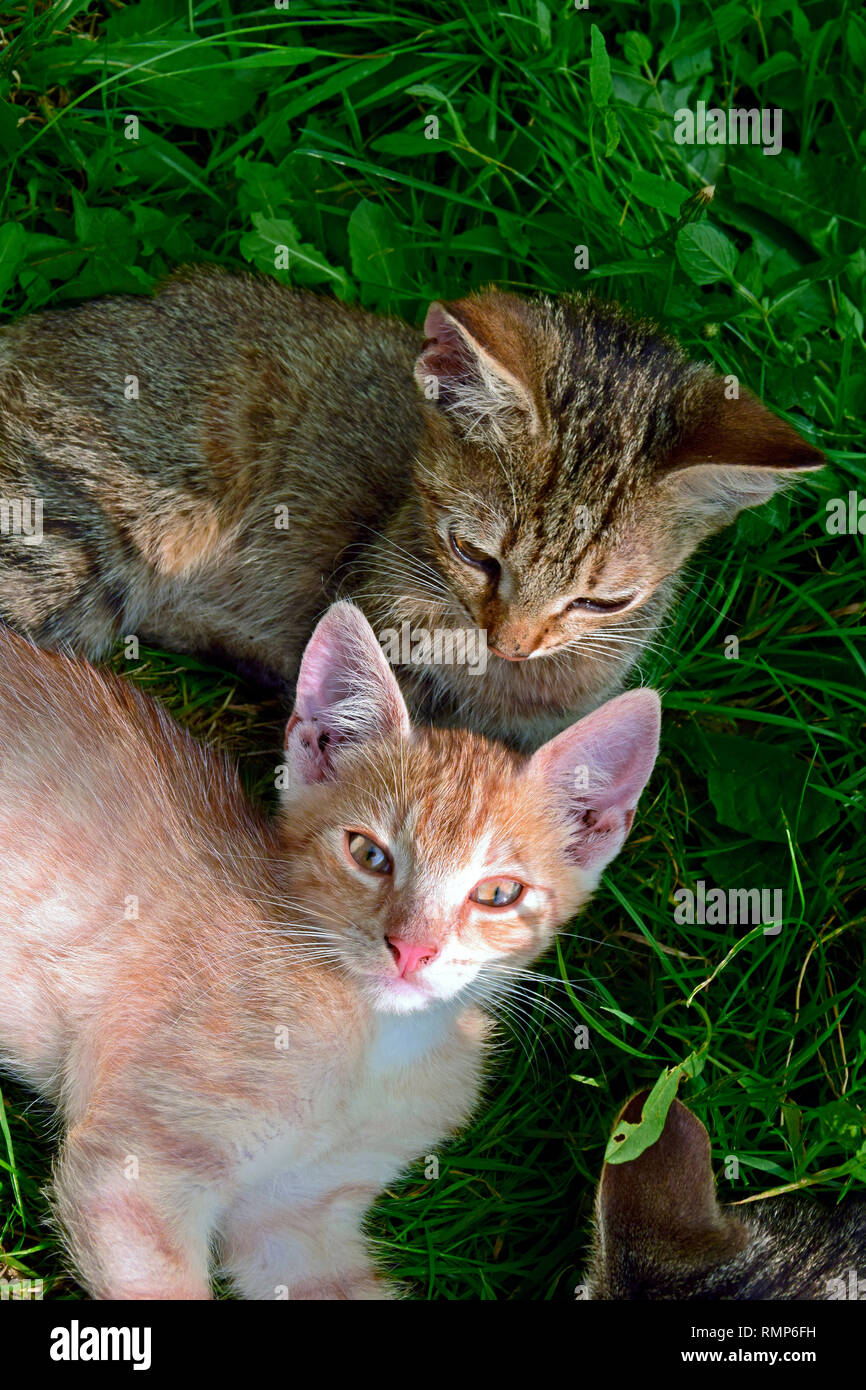 A grey tabby kitten scrutinizing its ginger sibling whilst both laying on green turfy ground Stock Photo