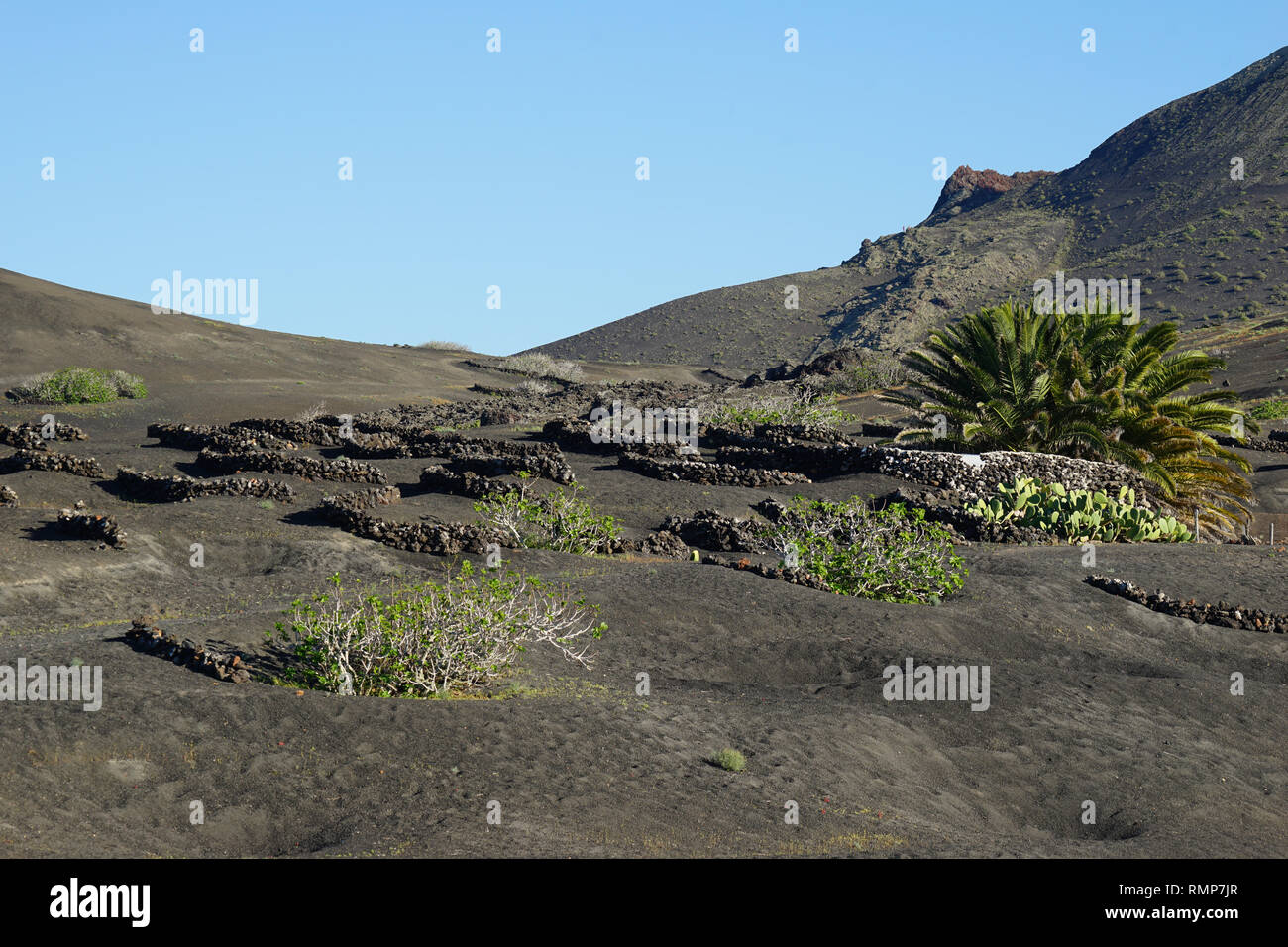 La Geria, Weinbau auf Lapilli-Schicht, Enarenado-Flächen, Lanzarote, Kanarische Inseln, Spanien Stock Photo