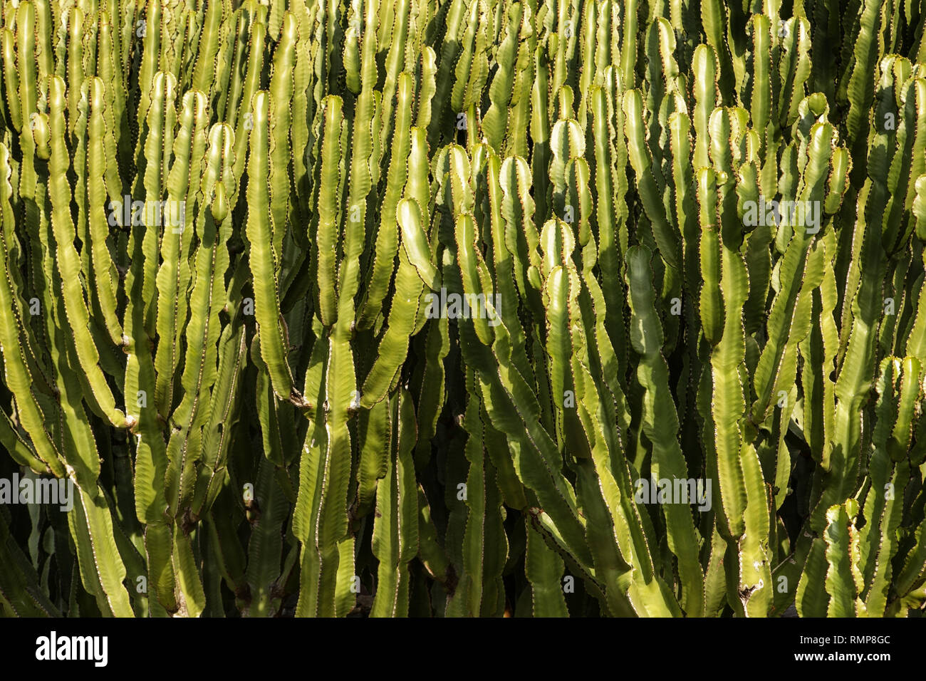 background image of a large cactus Stock Photo - Alamy