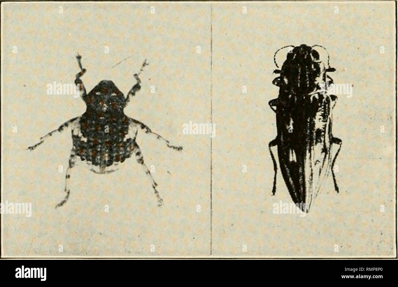 . Annals of the Entomological Society of America. Entomology. Pig. 22. a, The cactus-eating weevil, Gerstaekeria hubbardi Le C, on Opuntia vulgaris, enlarged, b, A pine borer, Chalcophora virginiensis Drury, nat. size.. Please note that these images are extracted from scanned page images that may have been digitally enhanced for readability - coloration and appearance of these illustrations may not perfectly resemble the original work.. Entomological Society of America. [College Park, Md. , etc. ] : Entomological Society of America Stock Photo