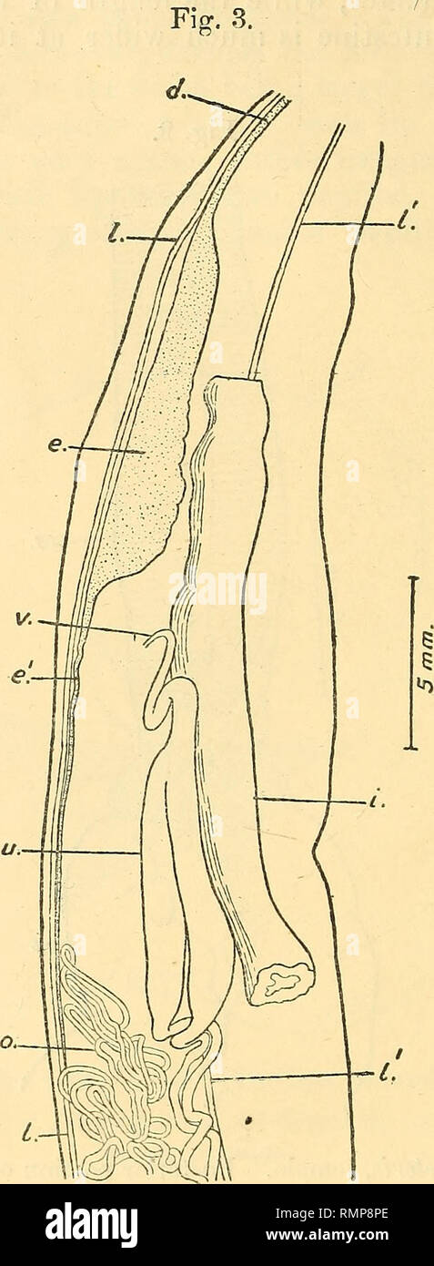 . The Annals and magazine of natural history; zoology, botany, and geology. Natural history; Zoology; Botany; Geology. 214 Dr. H. A. Baylis on an The expanded portion o£ this gland, in a female 88 mm. long, measures about 11 mm. in length and 2 mm. in width. Anisakis physeteris. Portion of a dissection of a female specimen. A longitudinal incision Las been made just dorsally to the left lateral field and the body-wall spread out. r?., excretory duct; e., excretory organ ; e.', its narrow posterior portion ; i., portion of intestine (with both ends cut) ; /,, /., left, and I/, l.', right latera Stock Photo