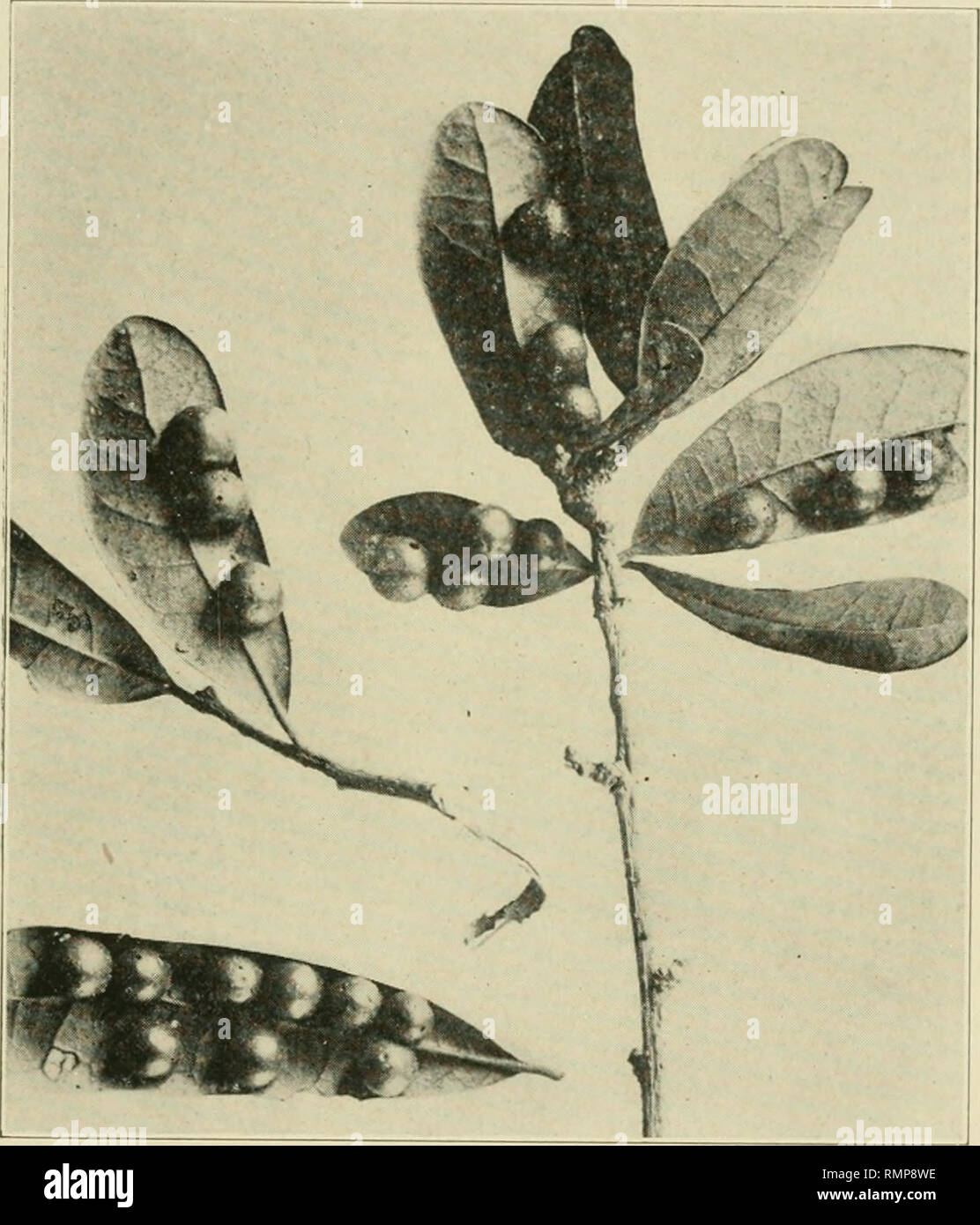 . Annals of the Entomological Society of America. Entomology. 1920] Dozier: Insects of Florida 349 floridensis, was found infesting a branch of Pinus palustris, but this is of unusual occurrence. (Fig. 19). Aphids are plentiful, together with their parasites and pre- dators on the different trees and shrubs To be particularly noted are the hickory Phylloxera galls and the large black pine aphid, Lachnus pint. The latter is parasitized by the hymenop- teron, Aphidius hifasciatiis. A clear and extremely interesting. Fig. 18. Galls of Andricjis virens Ashm. on live oak, Querciis virginiana. case  Stock Photo