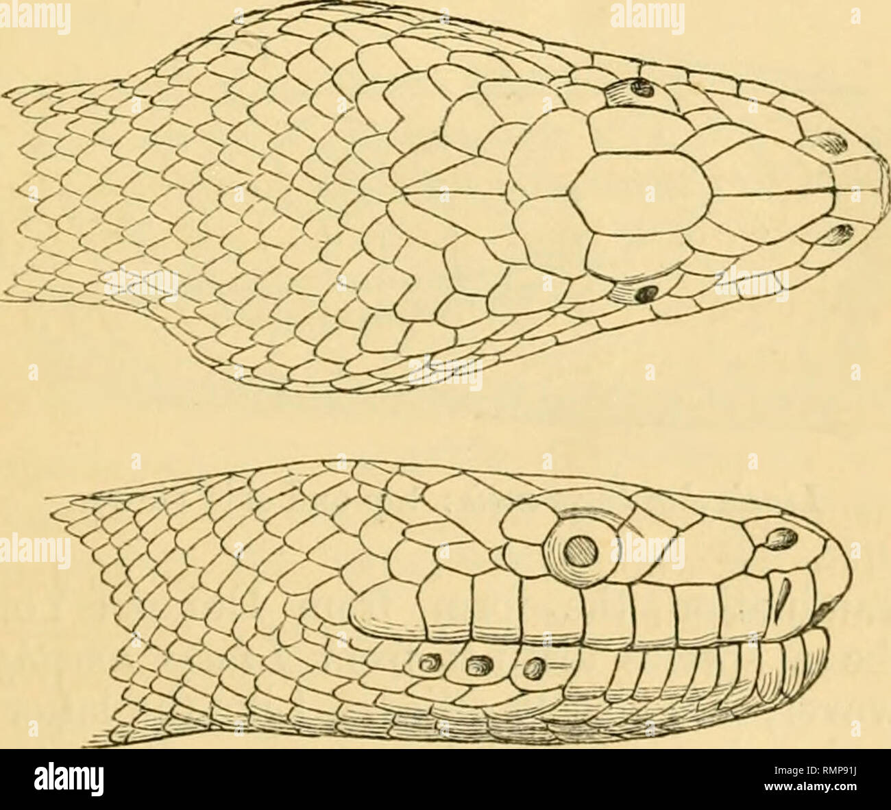 . The Annals and magazine of natural history; zoology, botany, and geology. Natural history; Zoology; Botany; Geology. Reptiles from Islands of Torres Straits. 85 6. 7. 8. 9. 10. 11. 12. 13. 14. 15. 1. 2. 3. 4. 5. 6. 7. Lizards. Heteropus fuscus, D. &amp; B. Lygosoma scutirostrum, Ptrs.. Hinulia striatula, Steindach. Mabouia Cartereti, D. &amp; B. ? macrura, Gthr. Carlia Macfarlani} Gthr. Tropidolepisma majusy Gray f Hemidactylus frenalus, D. &amp; B. Peripia torresiana, Gthr. Gymnodactylus Arnouxii} Dum. Snakes. Lielaphis modestus7 Schleg.  . australis, Gthr. Dendrophis calligaster, Gthr.§ D Stock Photo