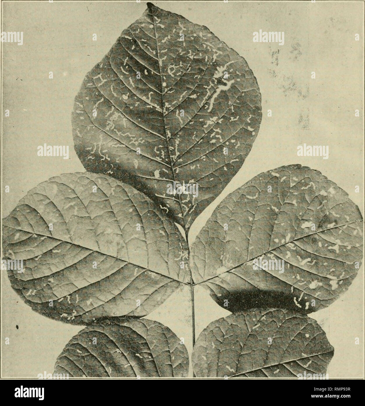 . Annals of the Entomological Society of America. Entomology. 1920] Dozier: Insects of Florida 343 MAGNOLIA COMMUNITY. The magnolia has very few enemies and this may account in a large degree for the long life of this tree.. Fig. 12. Work of the chrysomelid, Octotoma plicatida, on ash foliage. Attacking the foliage: Toiimayella tiirgida, Coptocyda aurichalcea and Phyllocnistis magnolieUa. At the flowers: Thrips spinosus and Trichius piger. Parasitic: Sympiesis sp., and Sagrammasoma midtilineata.. Please note that these images are extracted from scanned page images that may have been digitally  Stock Photo