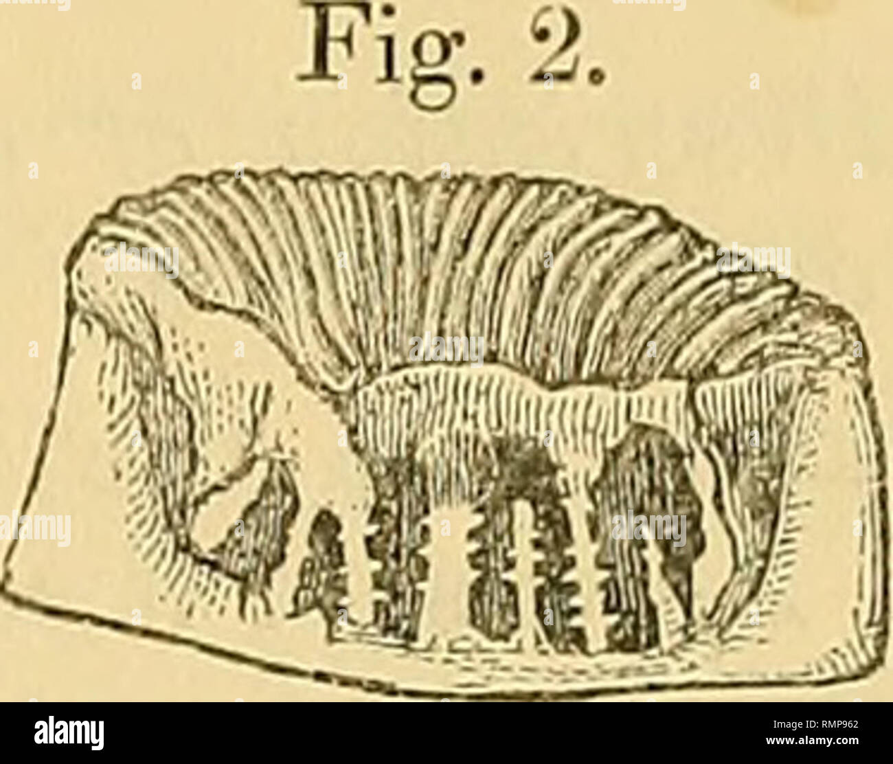 . The Annals and magazine of natural history; zoology, botany, and geology. . Fig. 1. Platygyra ascensionis. A few calicles, as seen from above, X 4. Fig. 2. Ditto. A wide calicle in vertical section, made outside the columella, wliicli is seen beyond line of section, x 4. (under the appellation Coeloria) by Milne-Edwards &amp; Haime (Hist. Cor. ii. p. 411) ; but Dr. Briiggemann has given reasons (&quot; Corals of Rodriguez,&quot; Phil. Trans, vol. clxviii. p. 571) for considering the character, whether vertical or spongy, of this part not to be even of specific importance, having been obliged Stock Photo