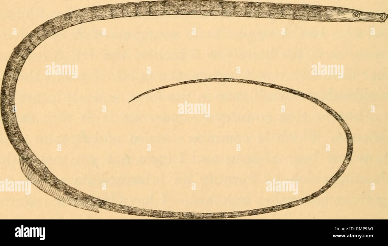 . Annals of natural history. Natural history; Plants. 84 Mr. W. Yarrell on some Species of the Genus Syngnathus. WheD engaged on the synonyms of the Syngnathi, I referred to the works of Swedish authors, and found that M. Retz, in his i Fauna Succica/ at page 312, refers to Bloch's figure 3. tab. 91. as representing the Ophidion of Artedi and Linnaeus. Again, M. Nilsson in his ( Prodromus Ichthyologiae Scandi- navicae/ page G/. also refers to Bloch's figure 3. tab. 91. as the Ophidion of Linnaeus*. If therefore we have erred in quoting Bloeh's figure as the true Ophidion, we have at least gone Stock Photo